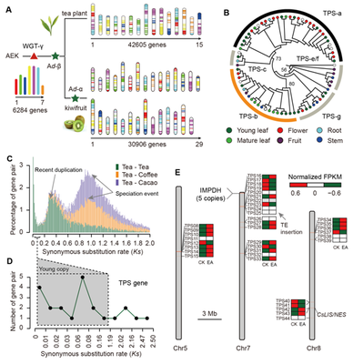 我室在茶樹(shù)基因組研究領(lǐng)域取得重要新突破，助力茶葉科學(xué)基礎(chǔ)研究與產(chǎn)業(yè)發(fā)展